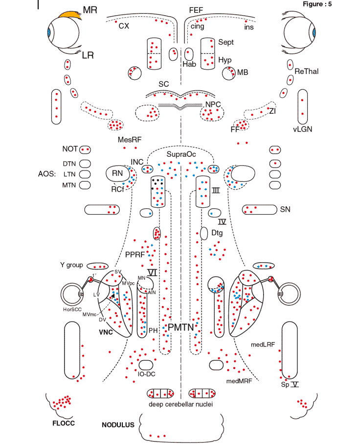 Abducens Nucleus